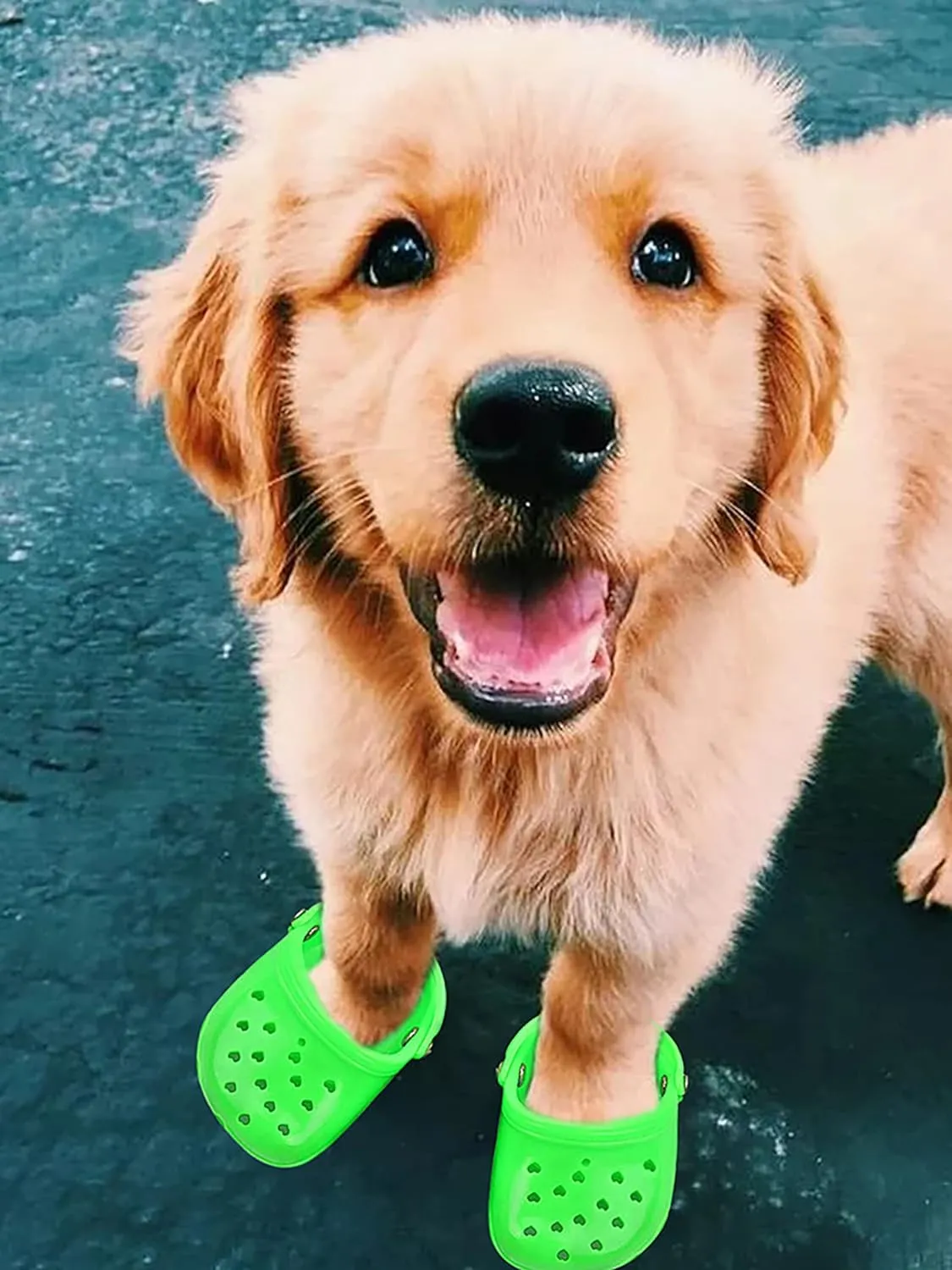 Dog Sandals, 8 Colors Optional, Puppy Shoes, Pet Sandals for Small Dogs, Pet Lovely Shoes for Taking Photos, Cat Shoes for Summer Green